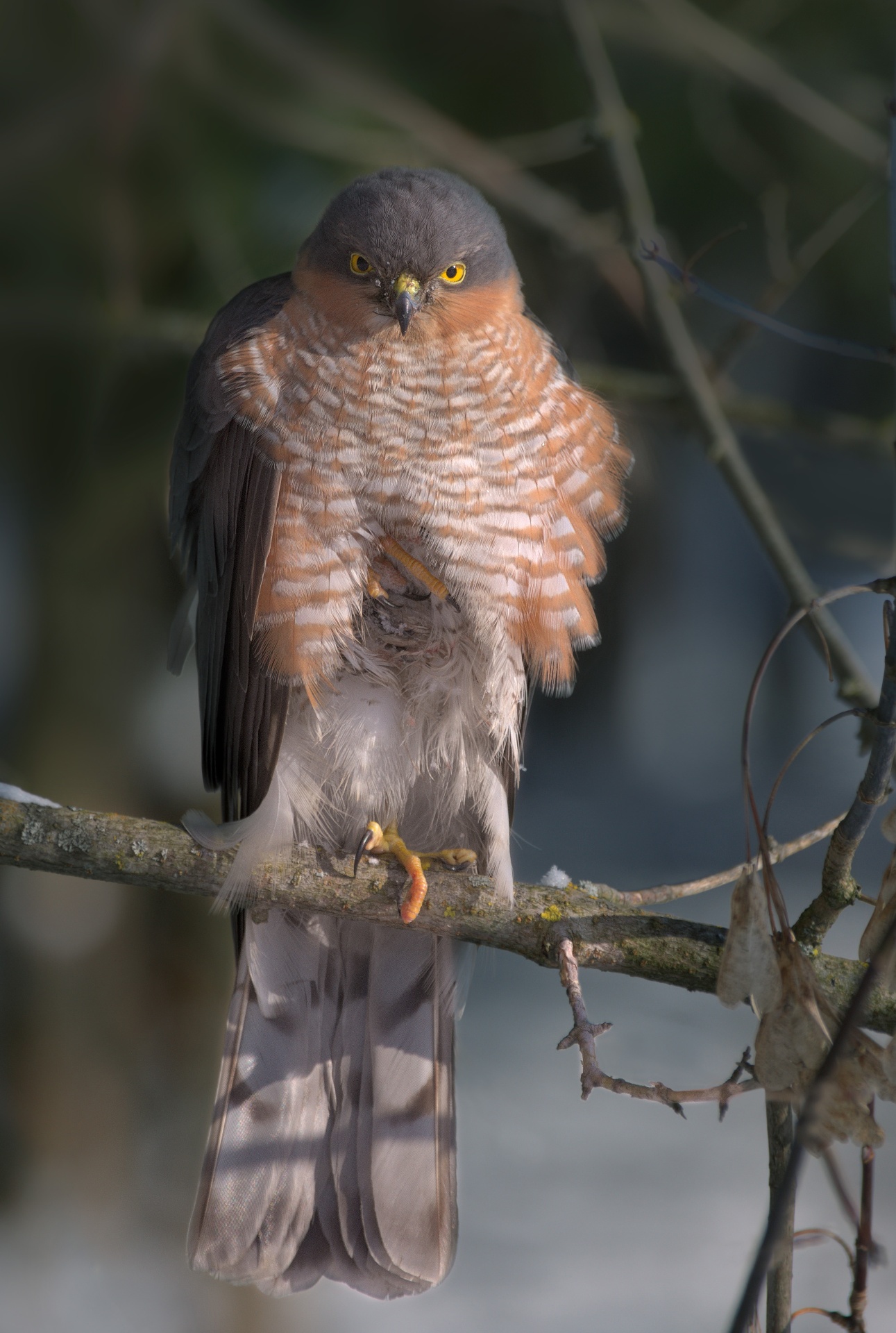 Sparrowhawk perched on a branch in winter light