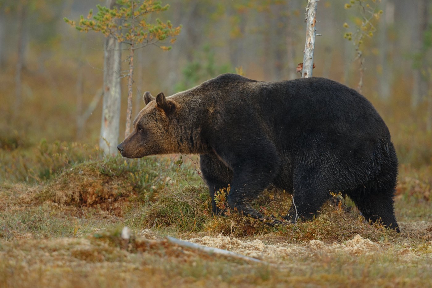 Brown bear in the Norwegian wilderness near Drevsjø
