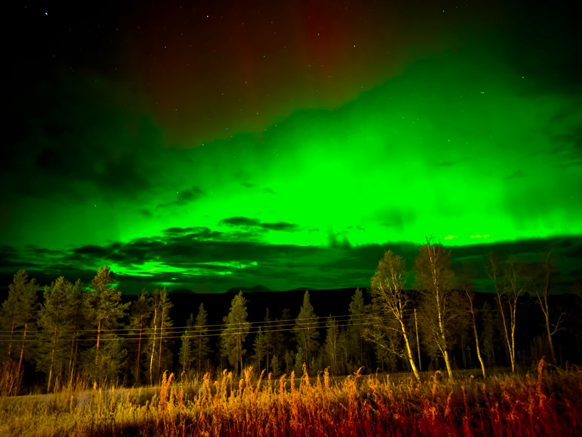 Bright green northern lights sweeping over pine forest near Femund lake