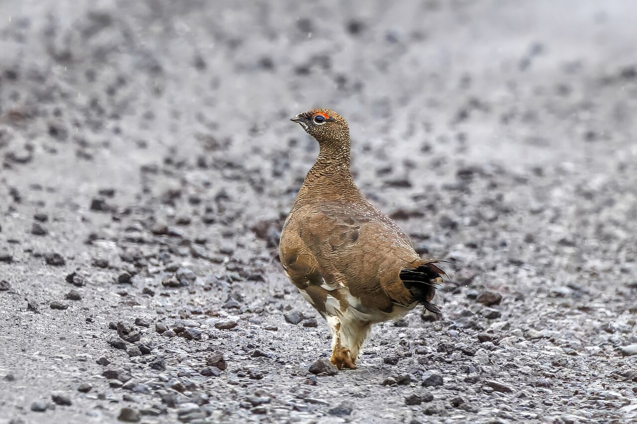 Rock ptarmigan female in breeding plumage on rocky ground