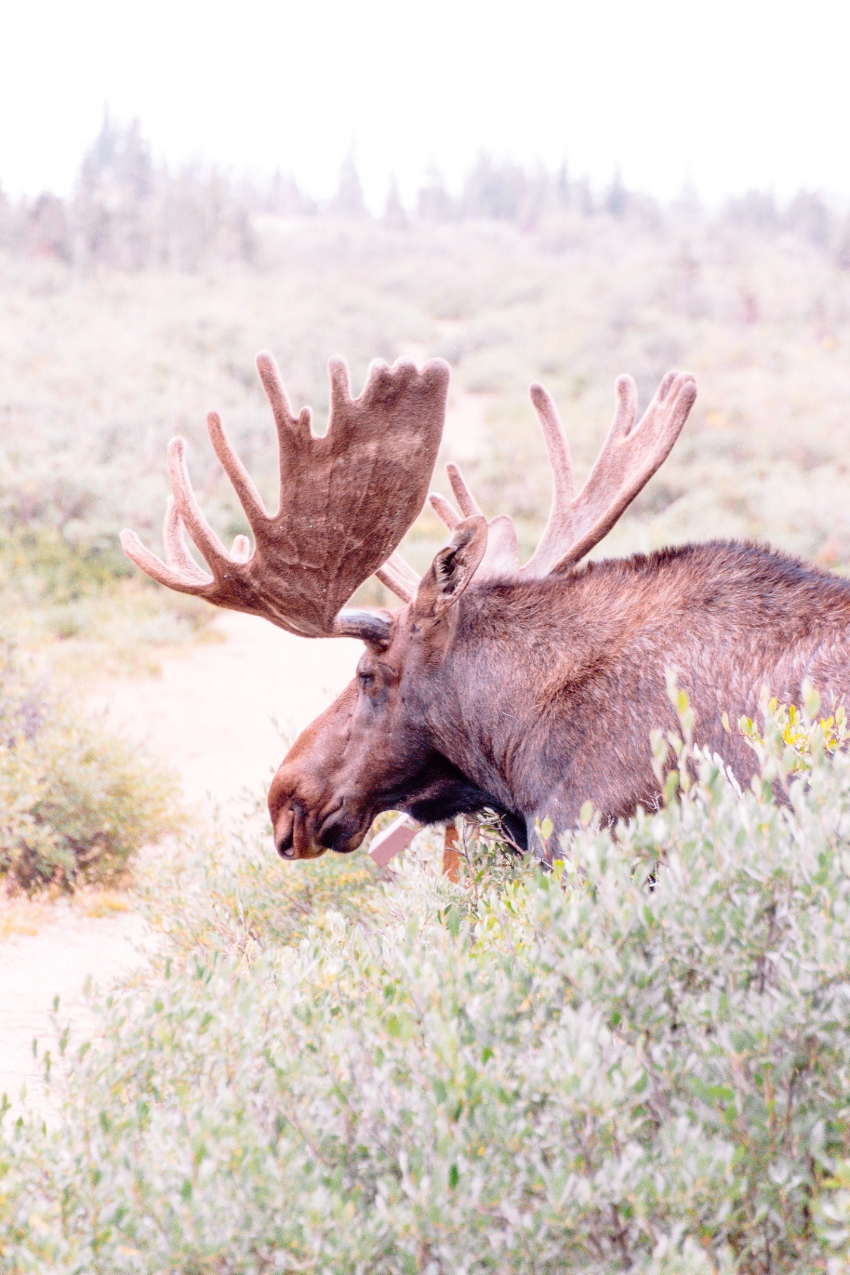 Moose in the Drevsjø forest near the farm