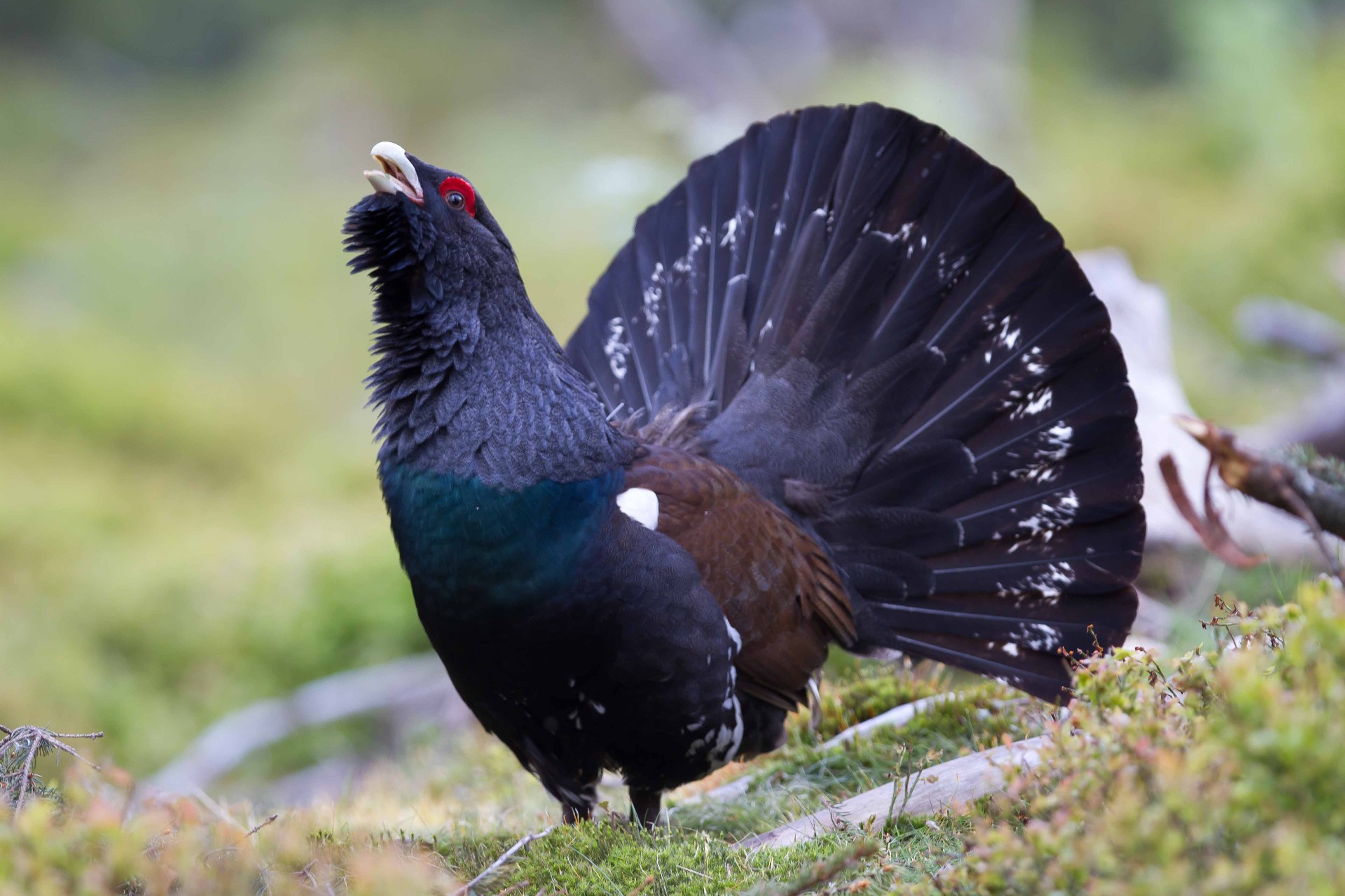 Western capercaillie male displaying with fanned tail in a Norwegian forest