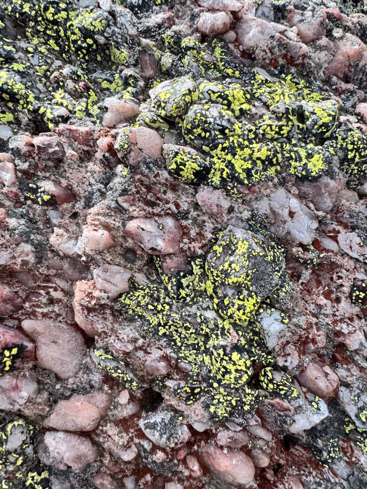 Close-up of pink conglomerate rock studded with quartz pebbles and covered in bright yellow-green map lichen