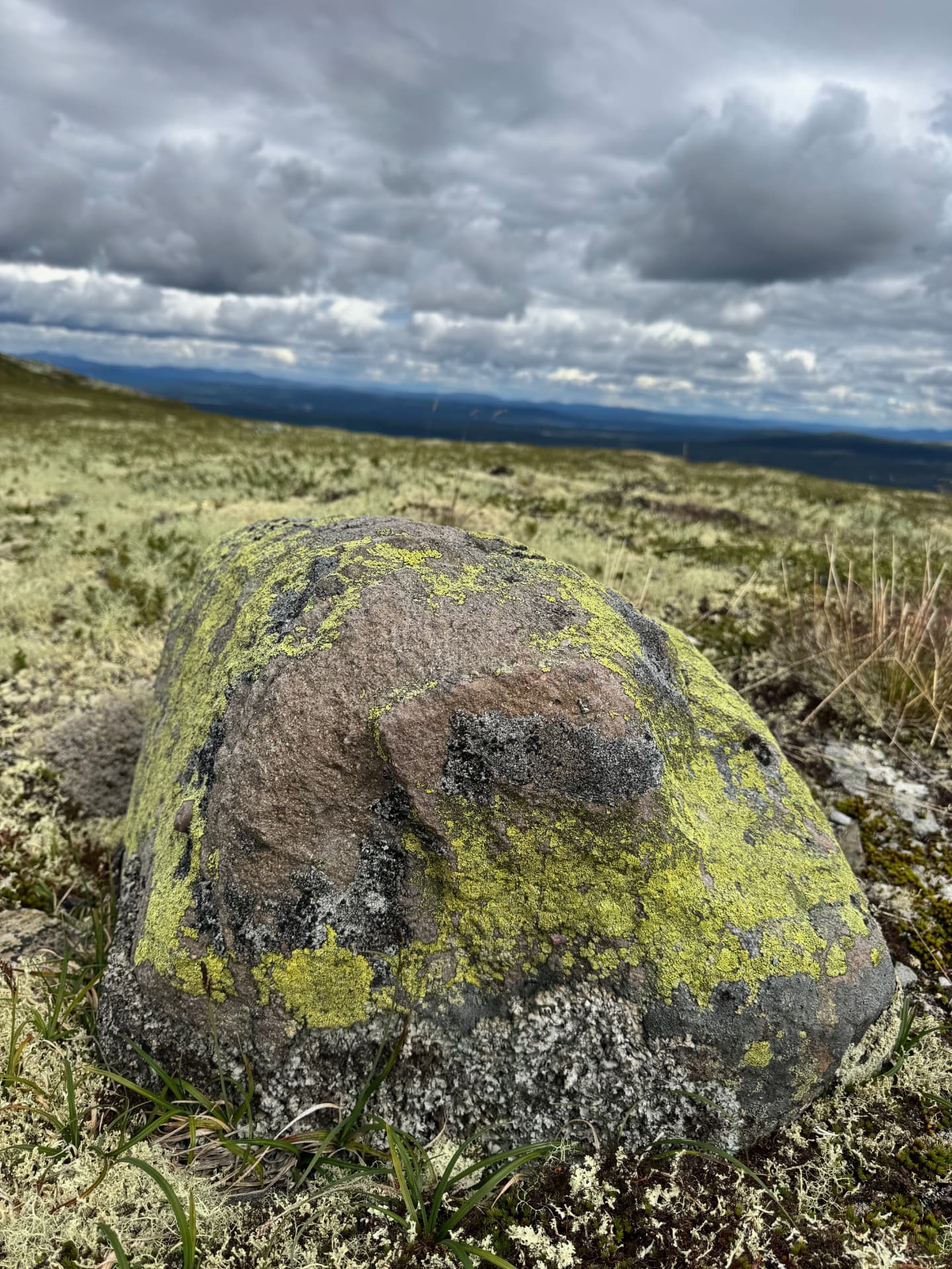 A lichen-covered boulder sitting among reindeer moss on the Kvitvola plateau