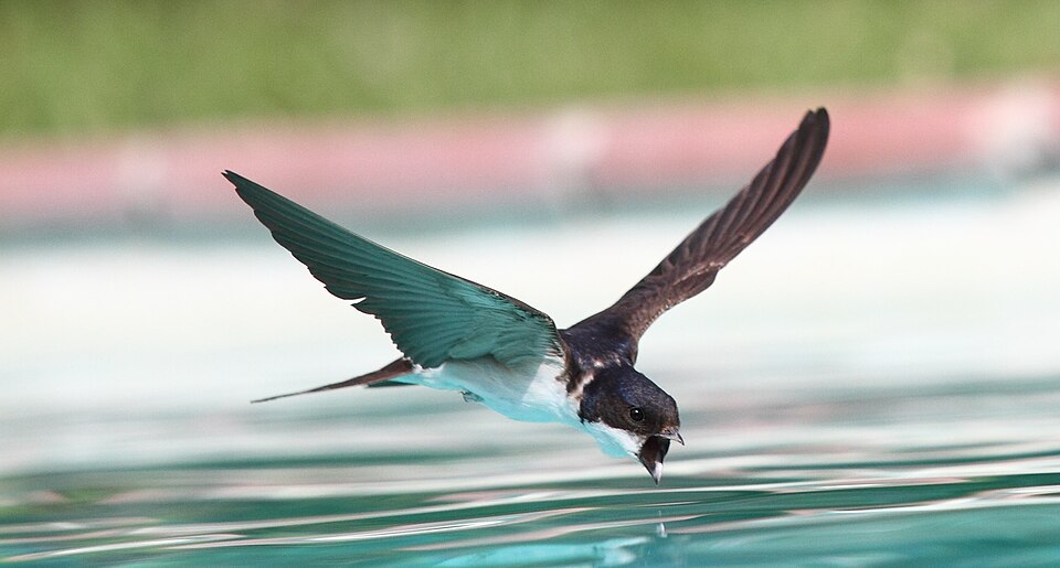 House martins nesting under the eaves of the farm buildings
