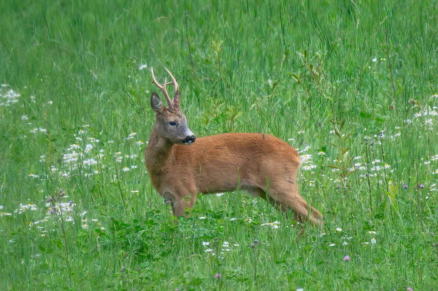 Roe deer in the woods behind the farm's red summer shed
