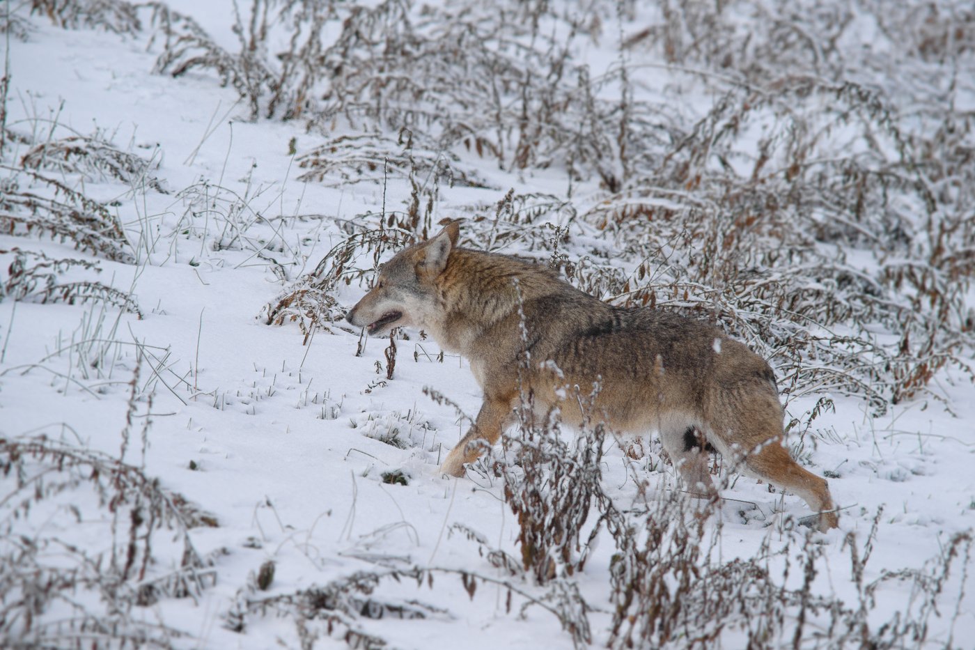 Wolf in the wider wilderness of Stor-Elvdal county