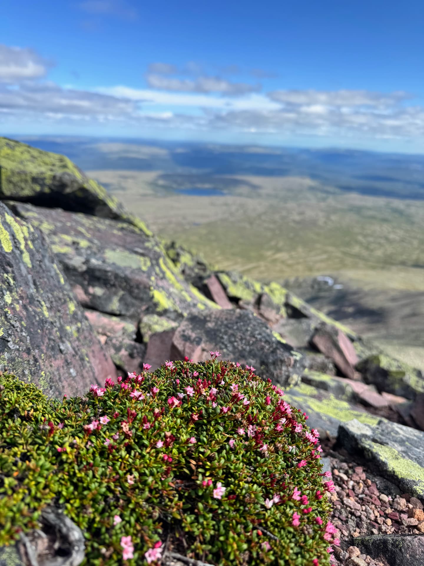Small cushion of pink-flowered Kalmia procumbens growing among lichen-covered rocks near the summit of Sølen