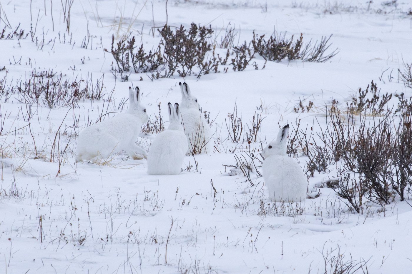 Mountain hare darting across the farm courtyard