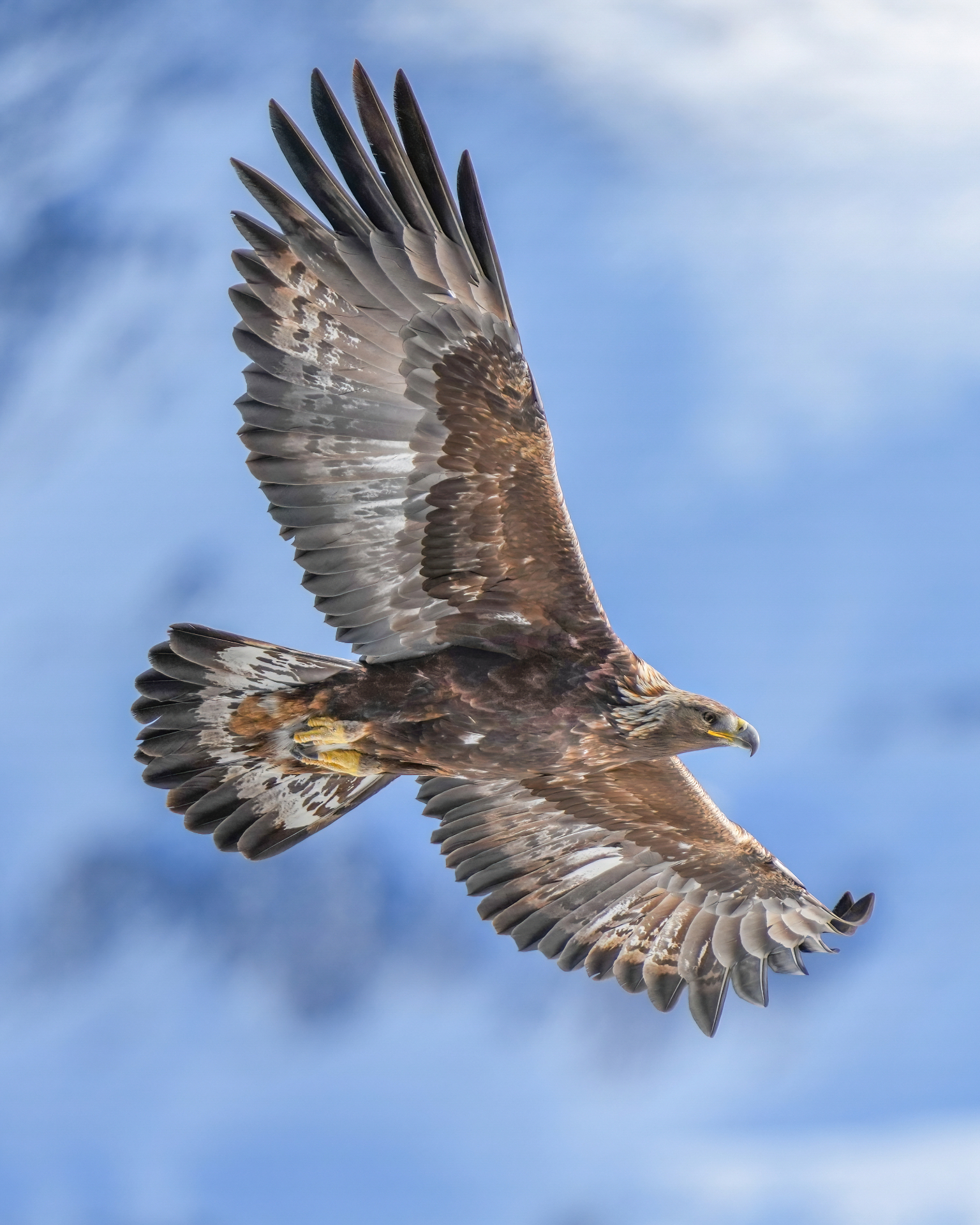 Golden eagle soaring over the deep pine forests near Drevsjø