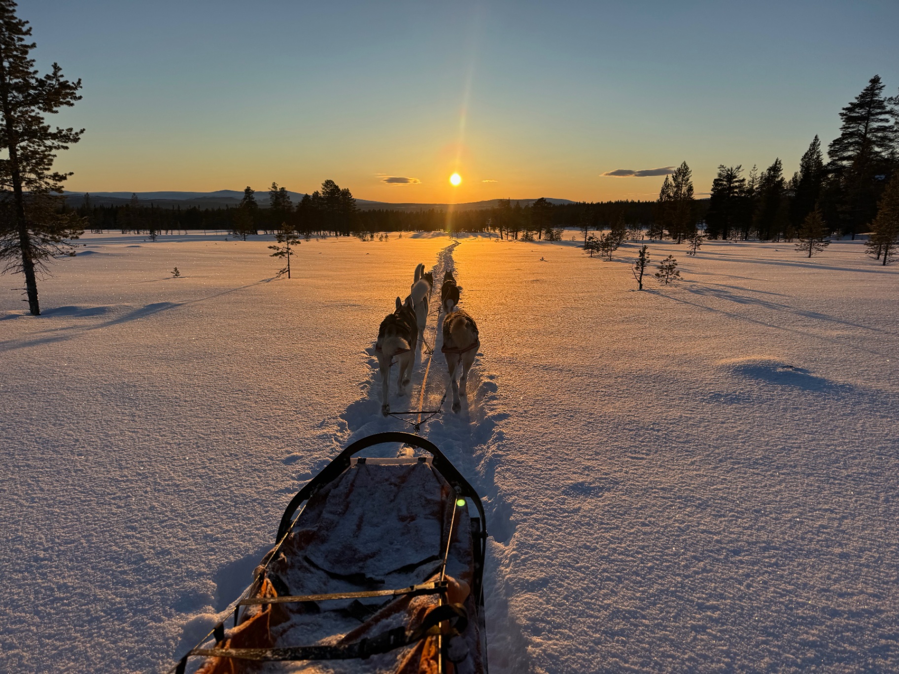 Husky team pulling a sled toward a golden sunset through snowy forest near Drevsjø