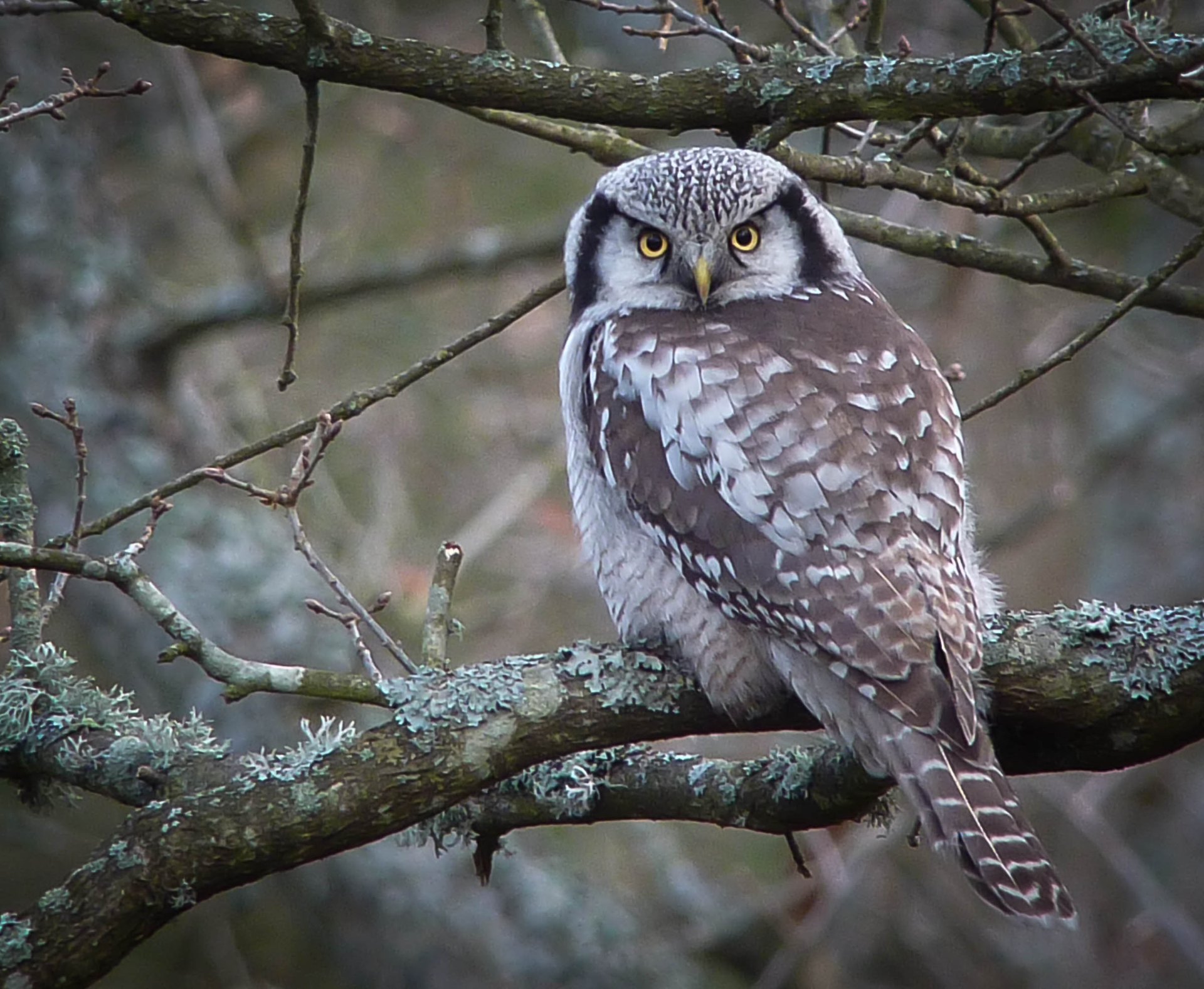 Northern hawk owl perched in a tree near the farm house
