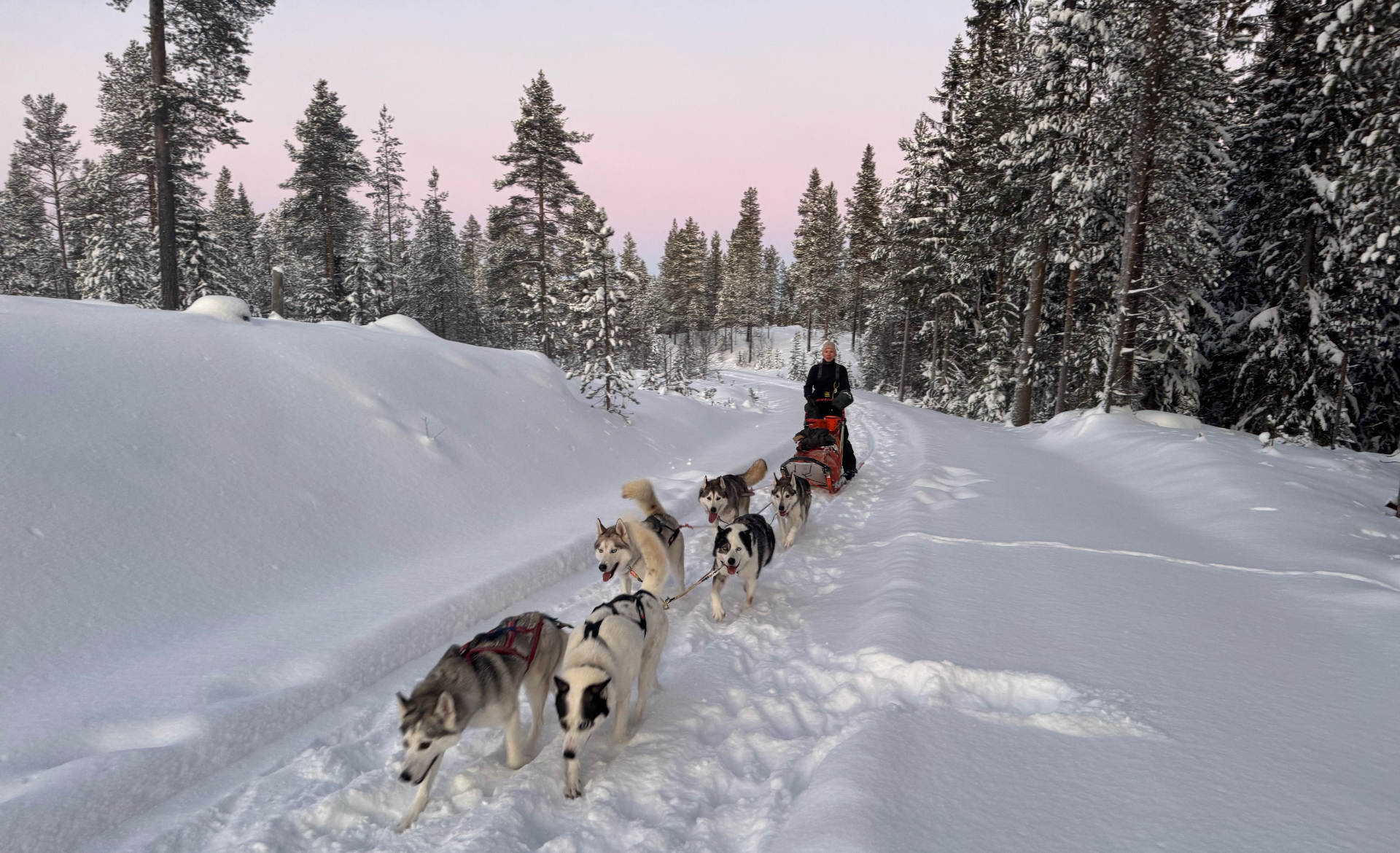 Dog sledding at sunset in the Norwegian wilderness