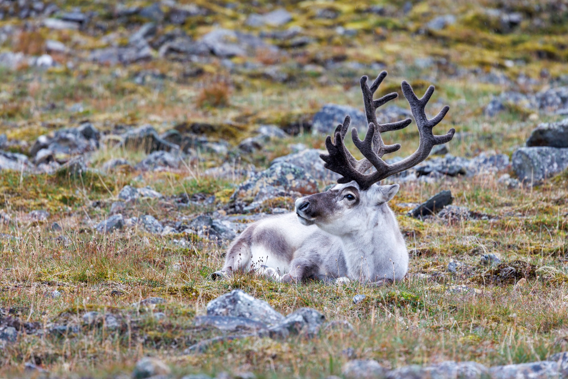 Reindeer herd near the farm fields behind Forest Ranger Farm