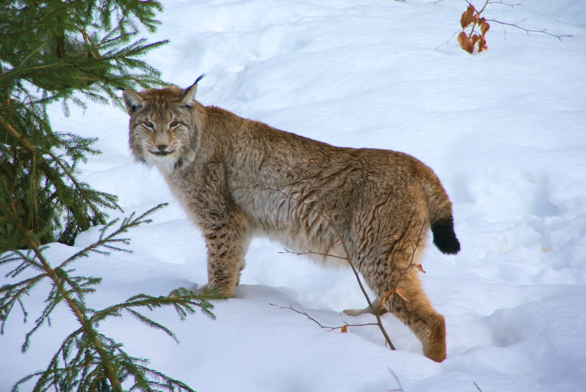 Eurasian lynx standing in a snowy forest clearing