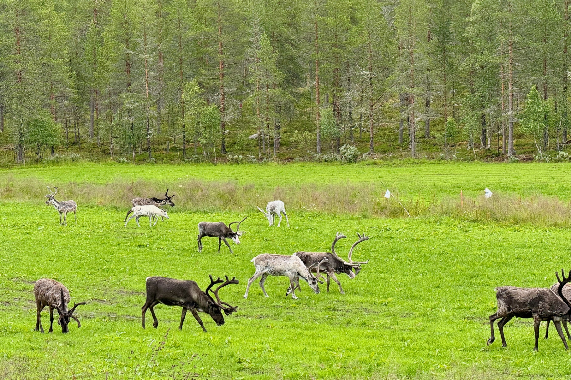 Reindeer in the wilderness near Femund lake in Drevsjø