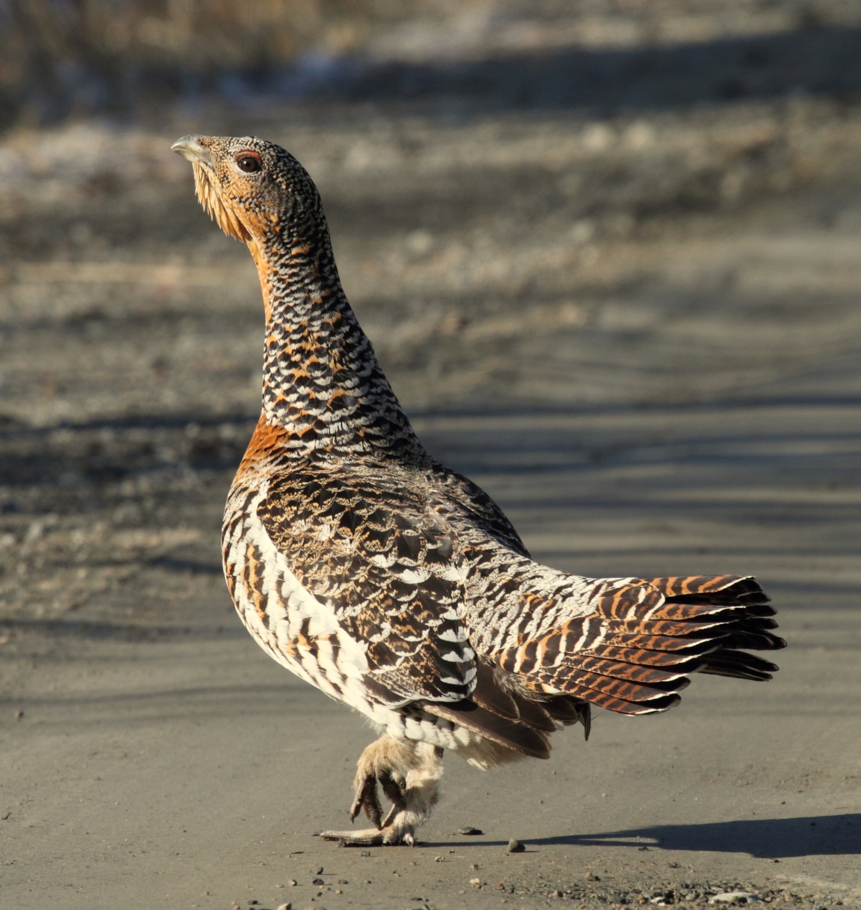 Female western capercaillie with mottled brown and grey plumage