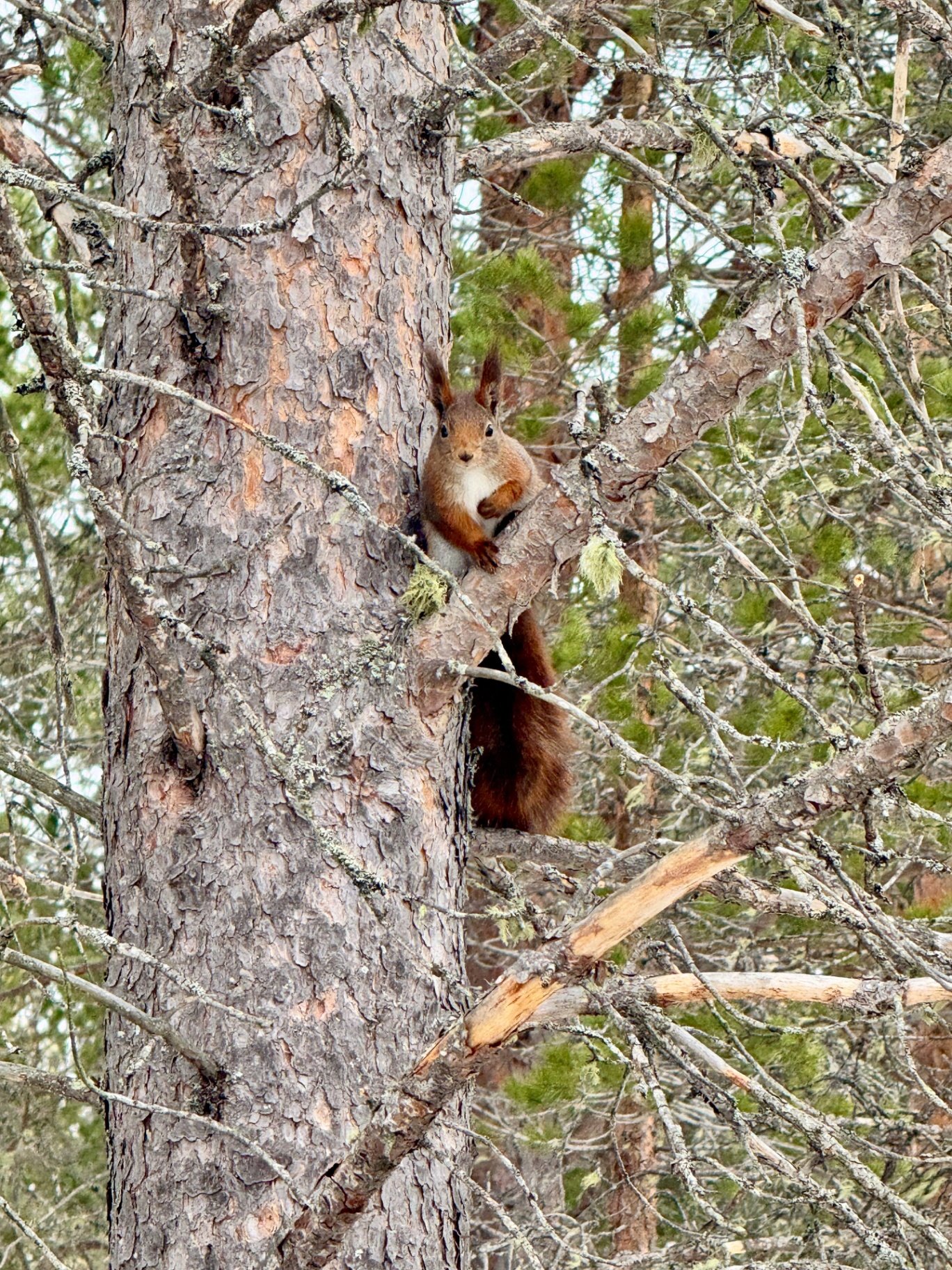 Red squirrel in the pine forest on the farm