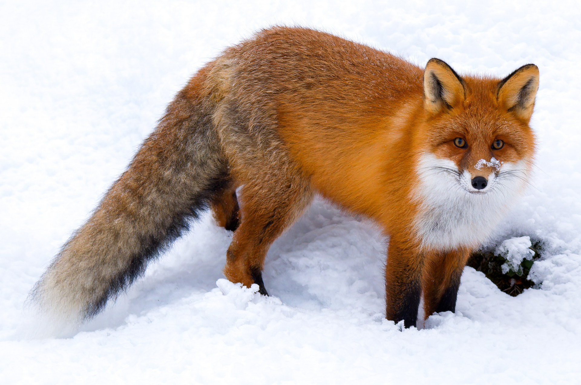 Red fox at the edge of the pine forest behind the farm
